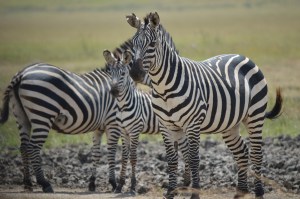 Zebra family!