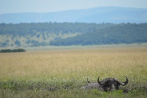 Mean water buffalo glowering at us