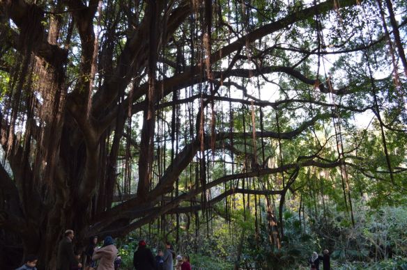tarzan tree